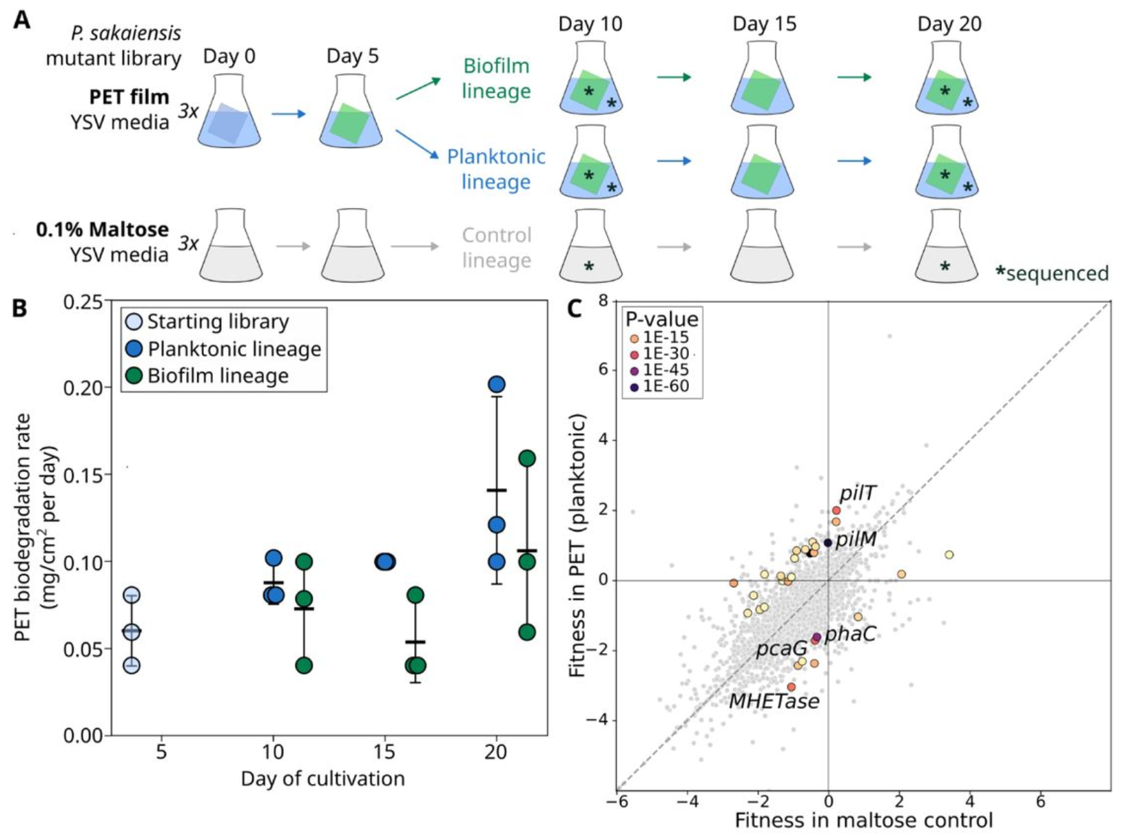 Engineering Ideonella sakaiensis