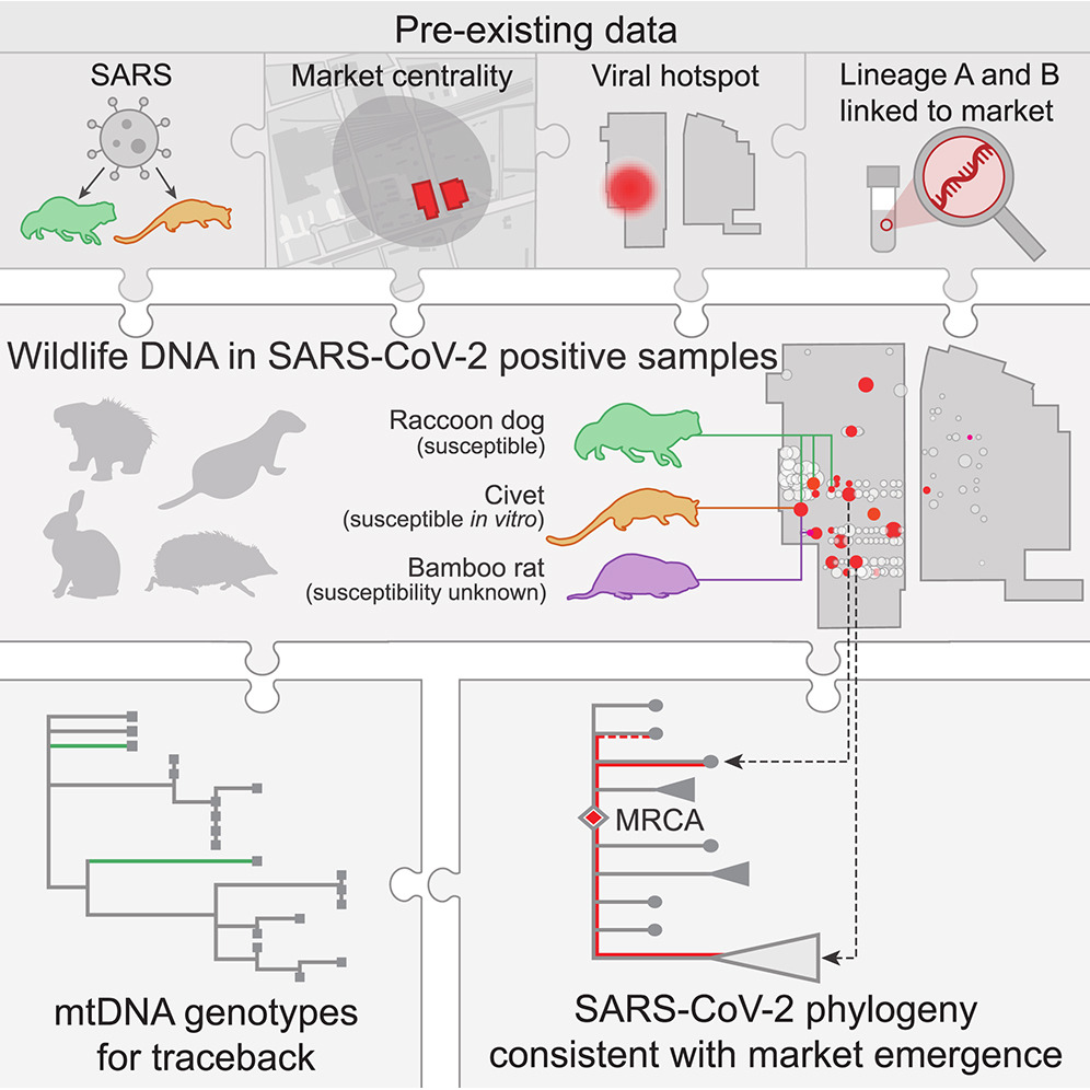 Wildlife origin of SARS-CoV-2